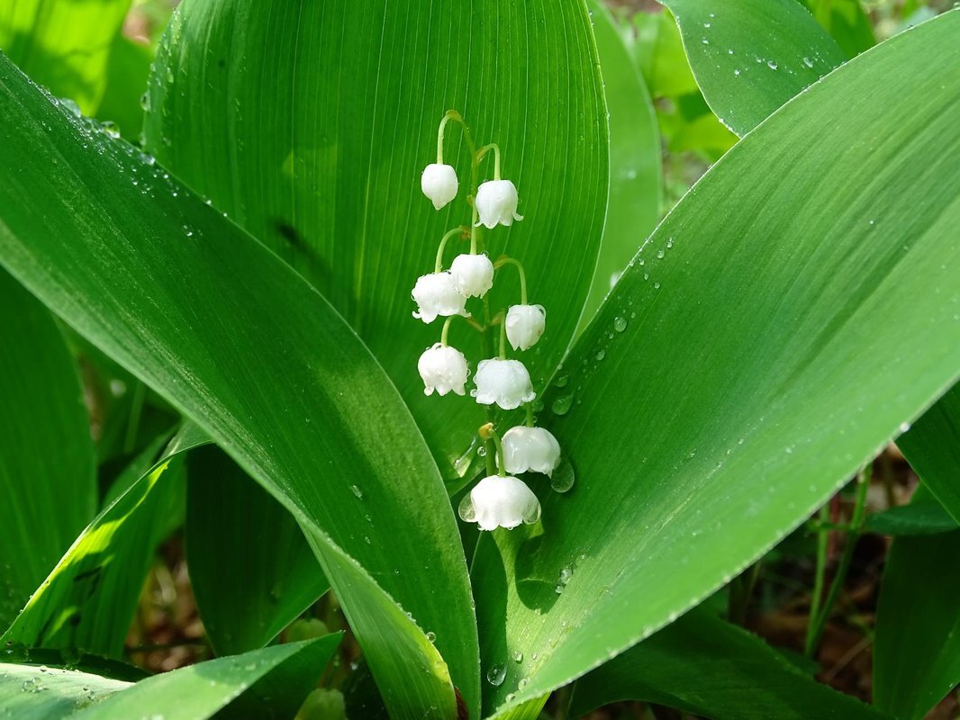 Ландыш Convallaria Majalis