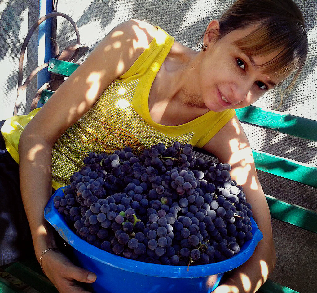 Сбор винограда на чачу.