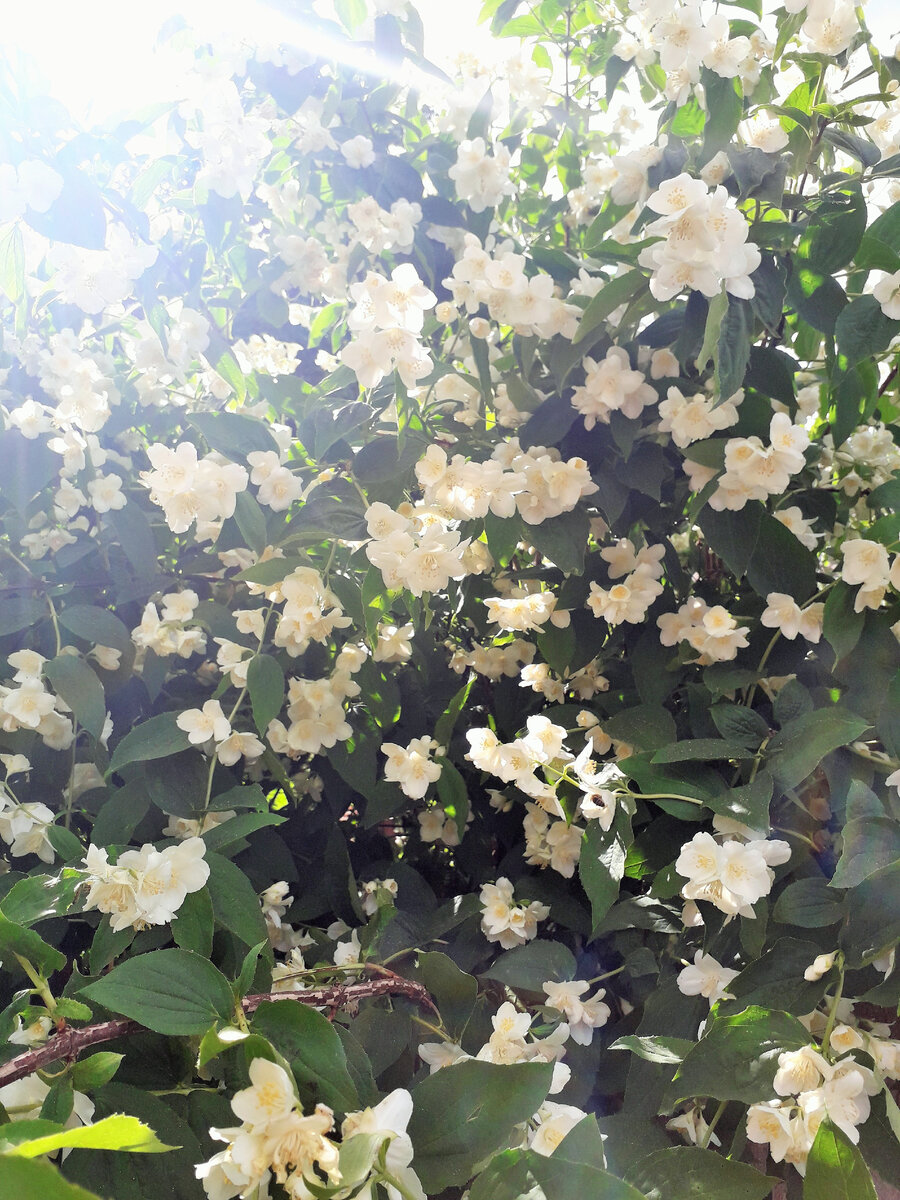 А это обычный, простой жасмин у меня на заднем дворе. Аромат сильнейший.