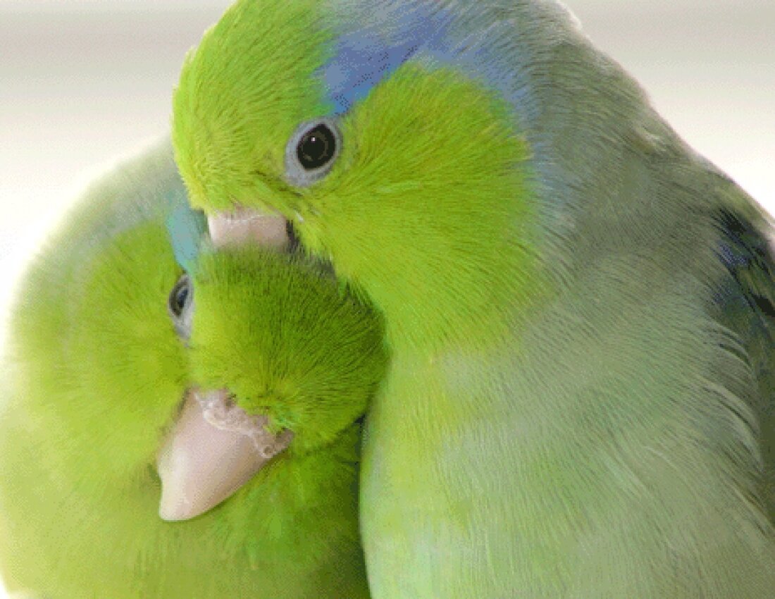 She likes birds. Неразлучники попугаи. Попугаи неразлучники Какаду. Волнистые попугайчики неразлучники. Неразлучники попугаи голубые.