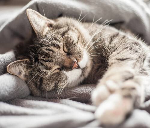 5 признаков простуды у кошек: как распознать болезнь раньше