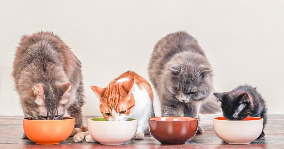 Советы по коррекции питания кошки