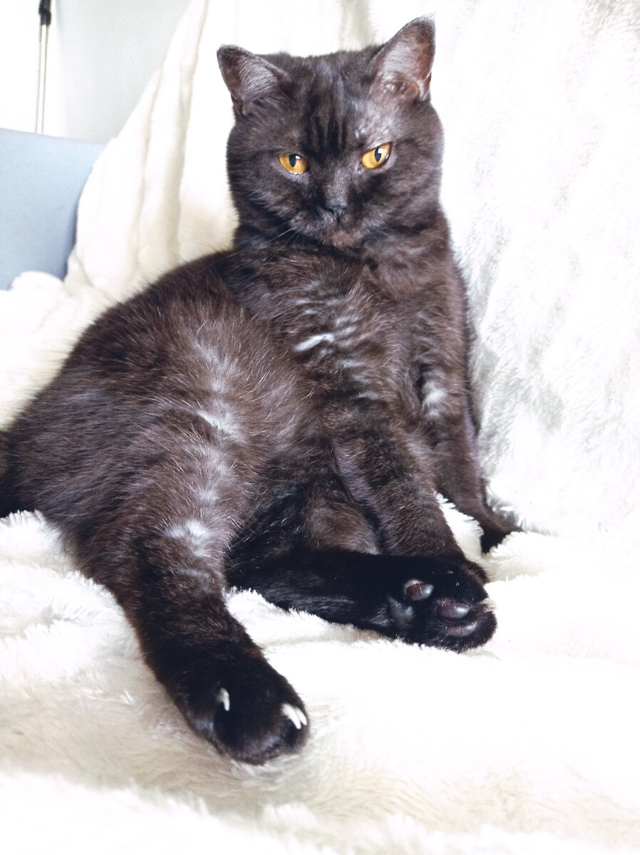 Кошкинья, которая хорошо устроилась на диване