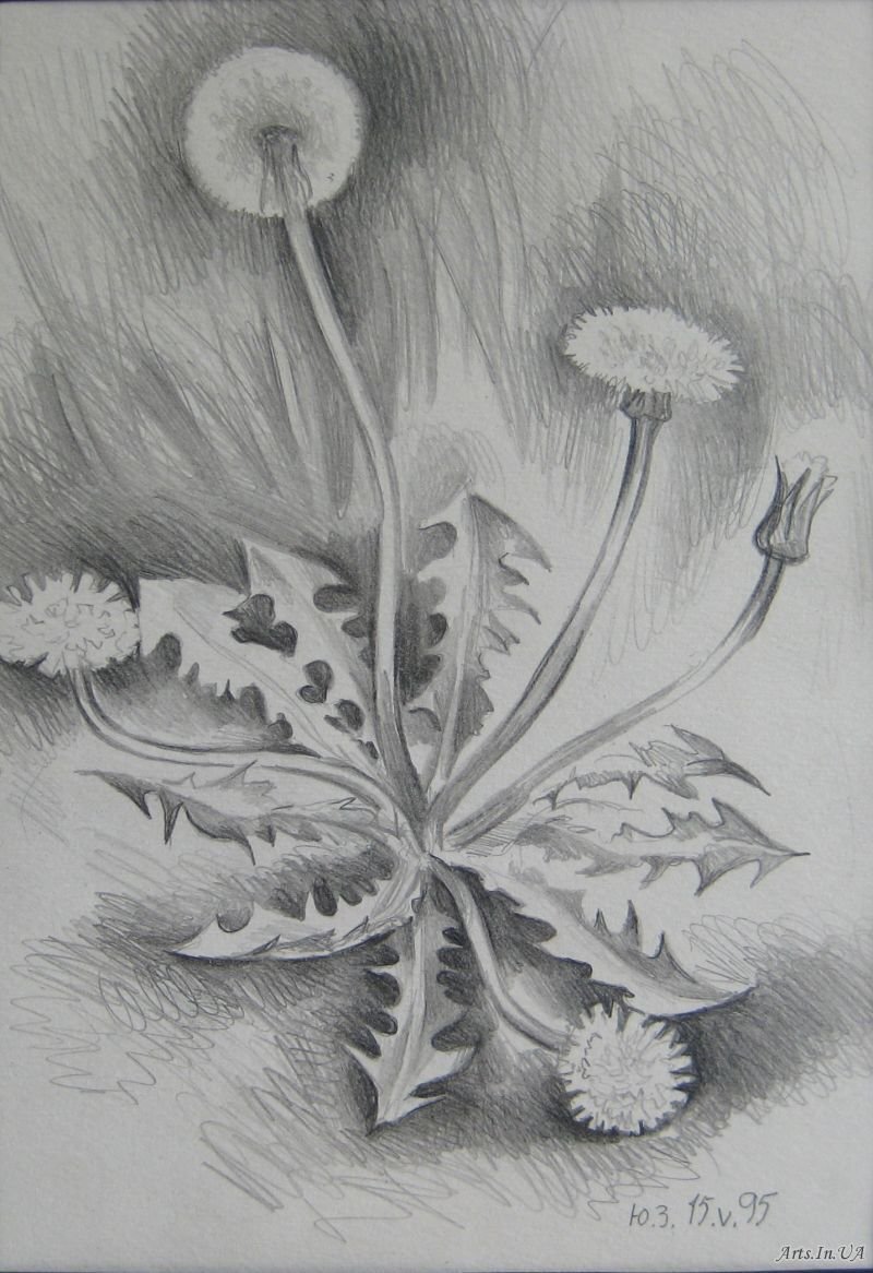 Зарисовки мелких растений