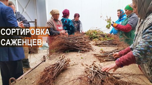 Сортировка Саженцев Винограда. Питомник Vitis-Cojusna.