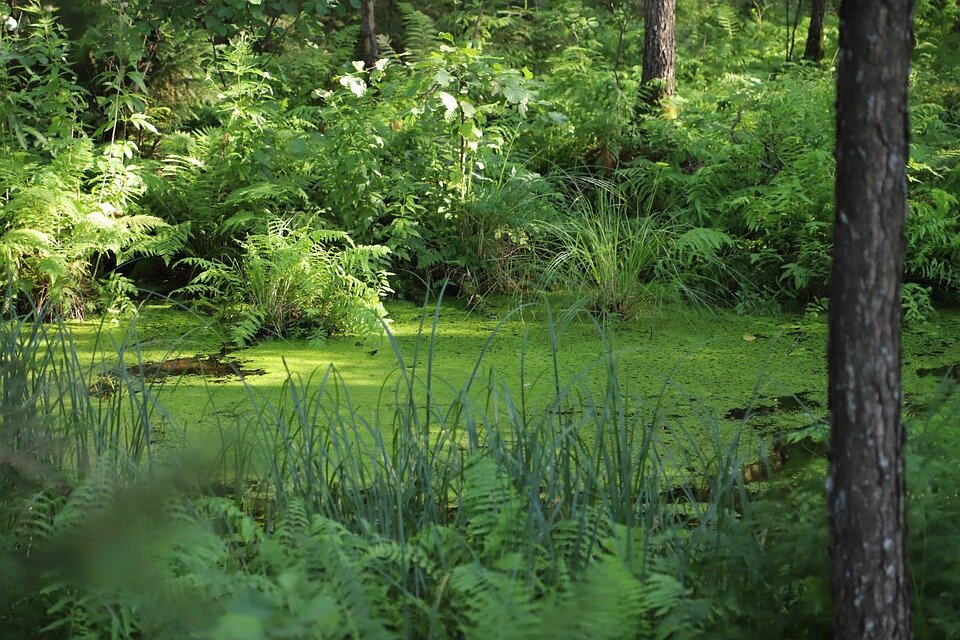 Наша русская няша!  /Иллюстрация с сайта pixabay.com/