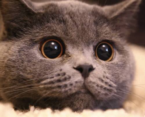 У кошки расширенные зрачки - это норма или патология, о чем это может  говорить | Лапа помощи | Дзен