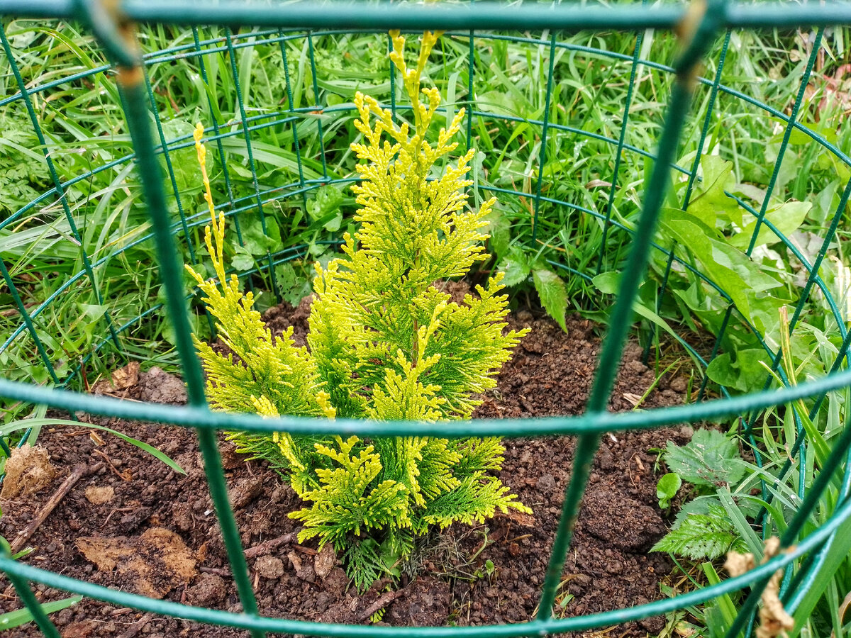 Кипарисовик Лавсона " Ивонне", 20 сентября 2021