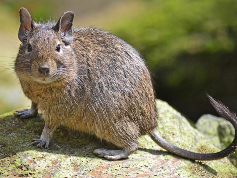 Дегу в дикой природе 