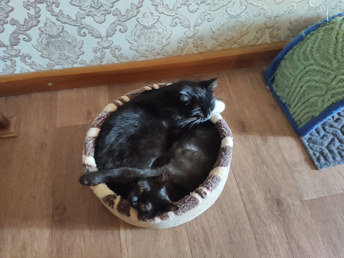 Есть у котов какая-то особенная любовь к тесному пространству, не находите?