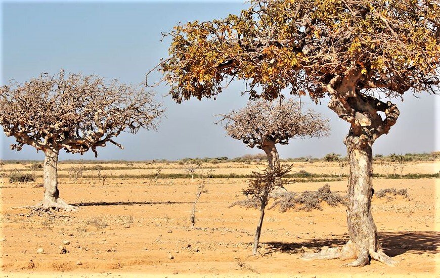 Коммифора мирровая (Commiphora myrrha)
