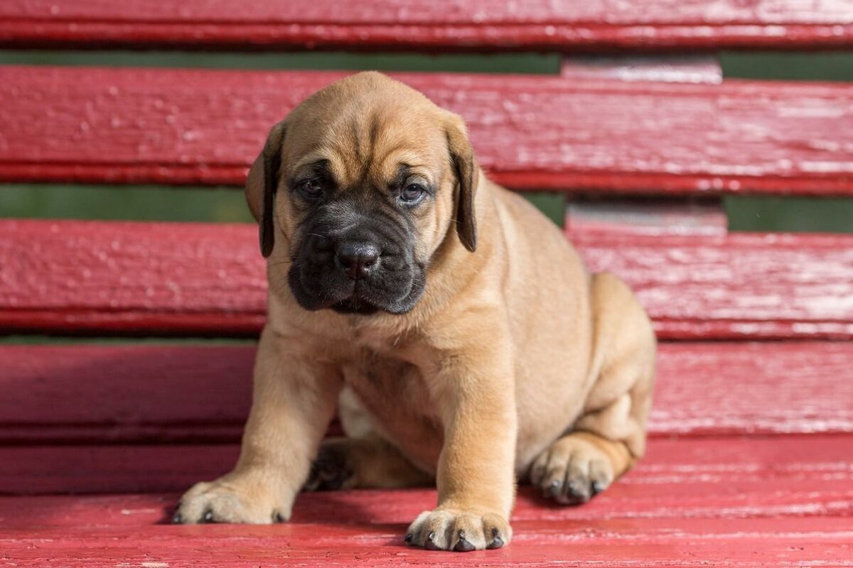 Южноафриканский бурбуль