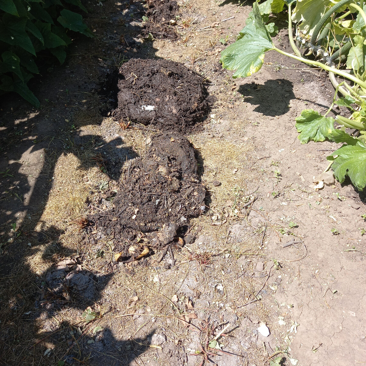 Готовый компост, поспел уже в июле, к моменту посадки клубники