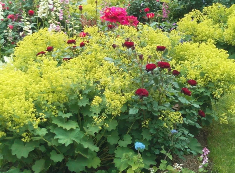 Манжетка Alchemilla erythropoda