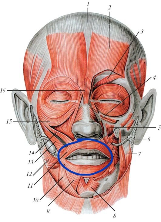 Круговая мышца рта 