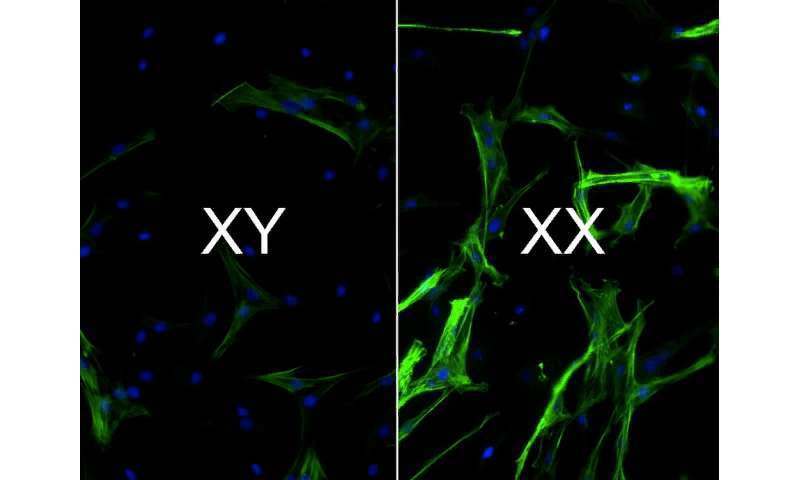 Сердечная ткань с XX обладает более высокой концентрацией клеток (окрашенных в зеленый цвет, с синими ядрами), способствующих образованию рубцов, чем клетки с XY. Визуализация: Брайан Агуадо, CC BY-NC-ND