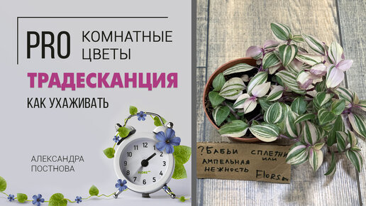 Традесканция - все ли сорта вам знакомы? Неприхотливое ампельное растение для дома.