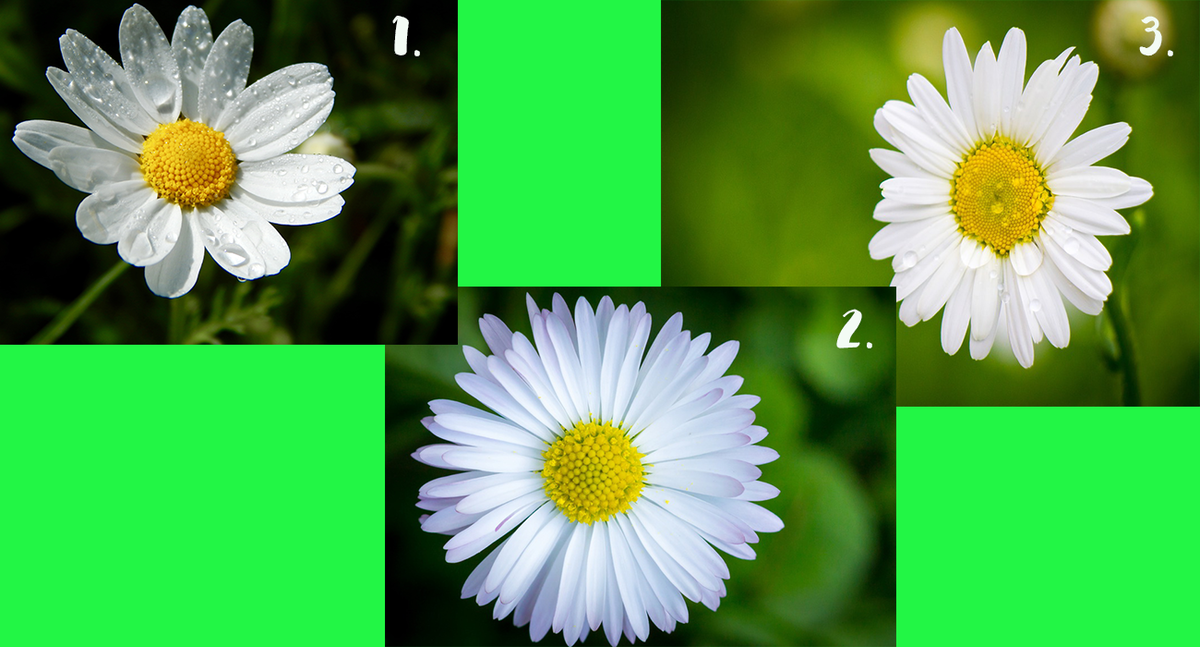 Из свободного доступа Интернет