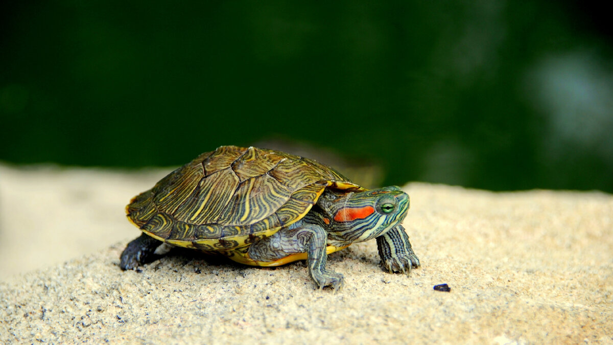   #ольгабрюс  Во всем мире насчитывается около 300 видов черепах. Все они разделяются на морских и наземных рептилий. Наземные черепахи делятся на пресноводных и сухопутных.