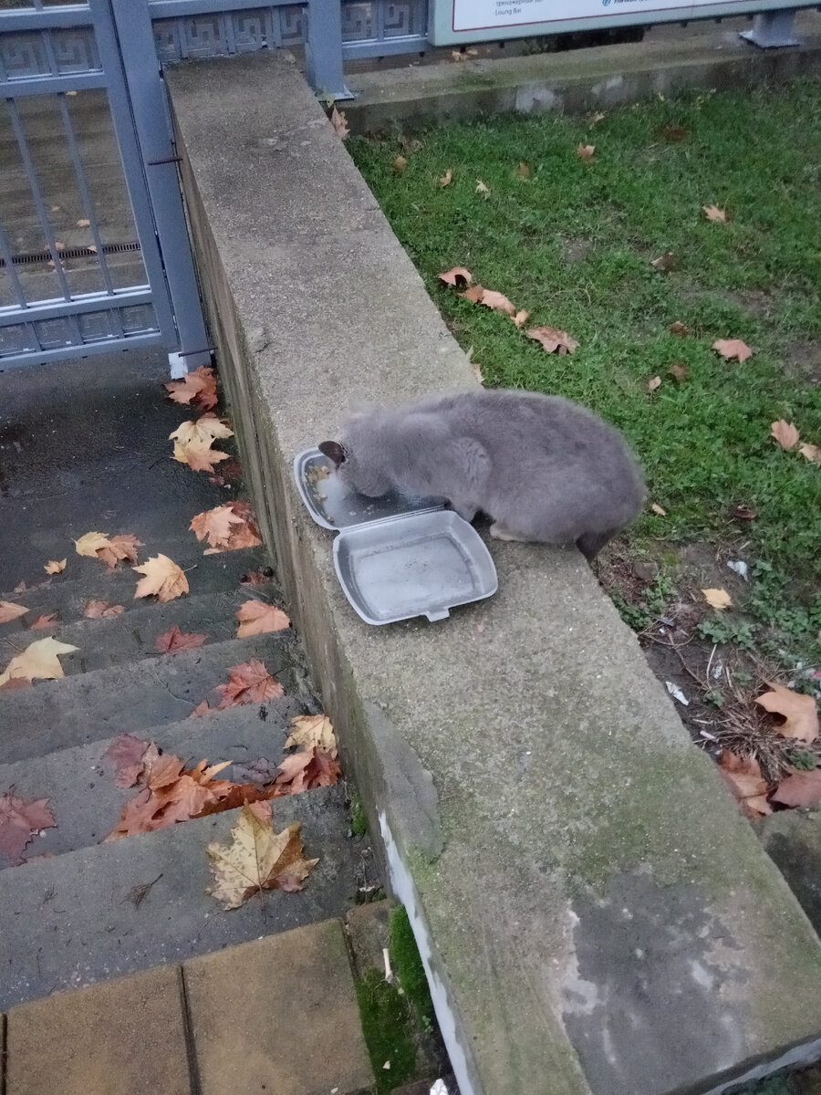 Котик или кошечка в Лоо.