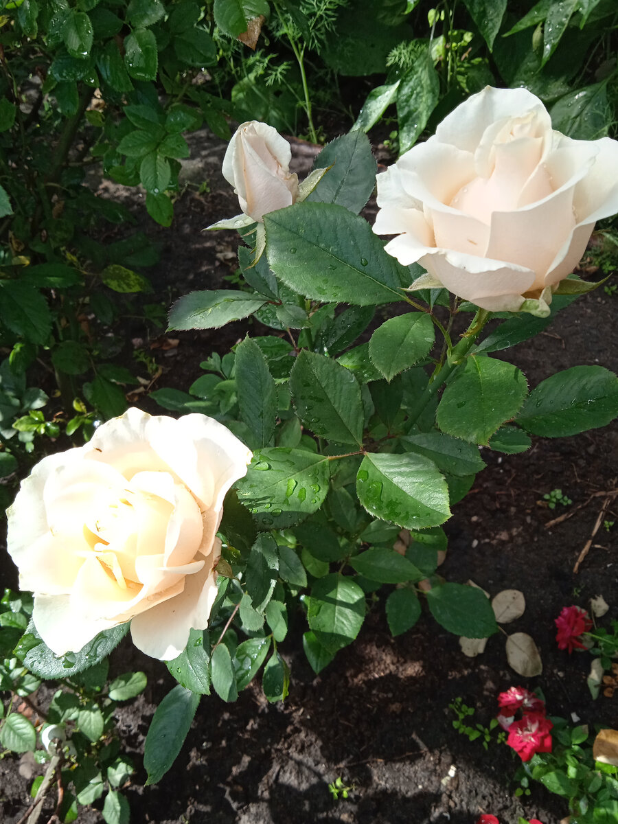 Мои розочки вам на радость