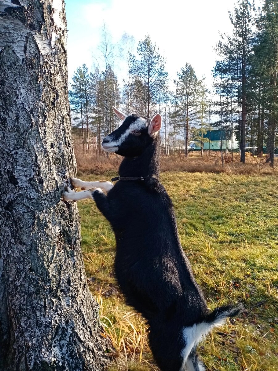 Наверное, так лучше видно вдаль)) 