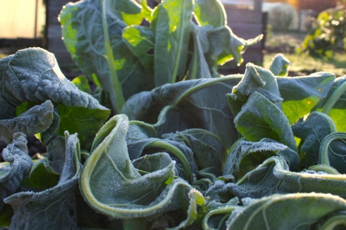    О первых заморозках предупредила свердловчан главный синоптик региона