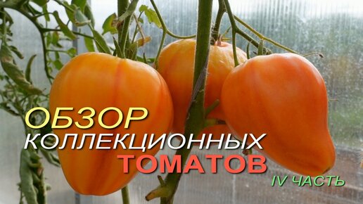 Обзор КОЛЛЕКЦИОННЫХ ТОМАТОВ. IV ЧАСТЬ.