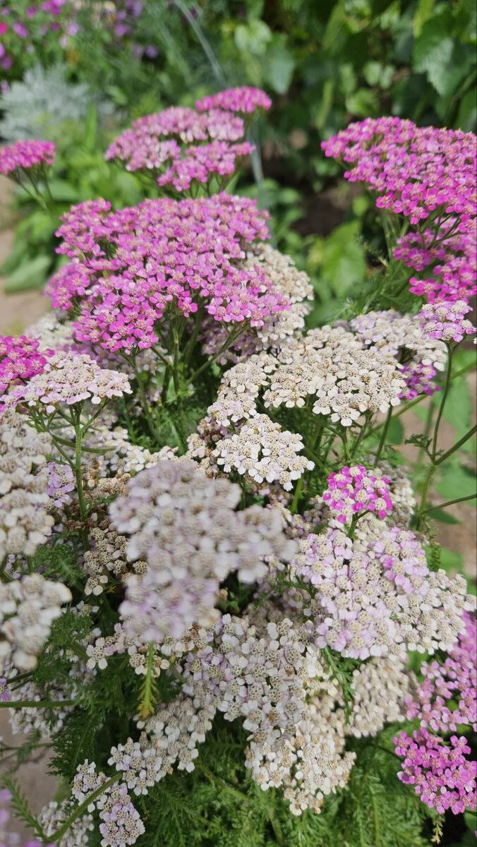 Мечтаю слепить эти чудесные цветочки!