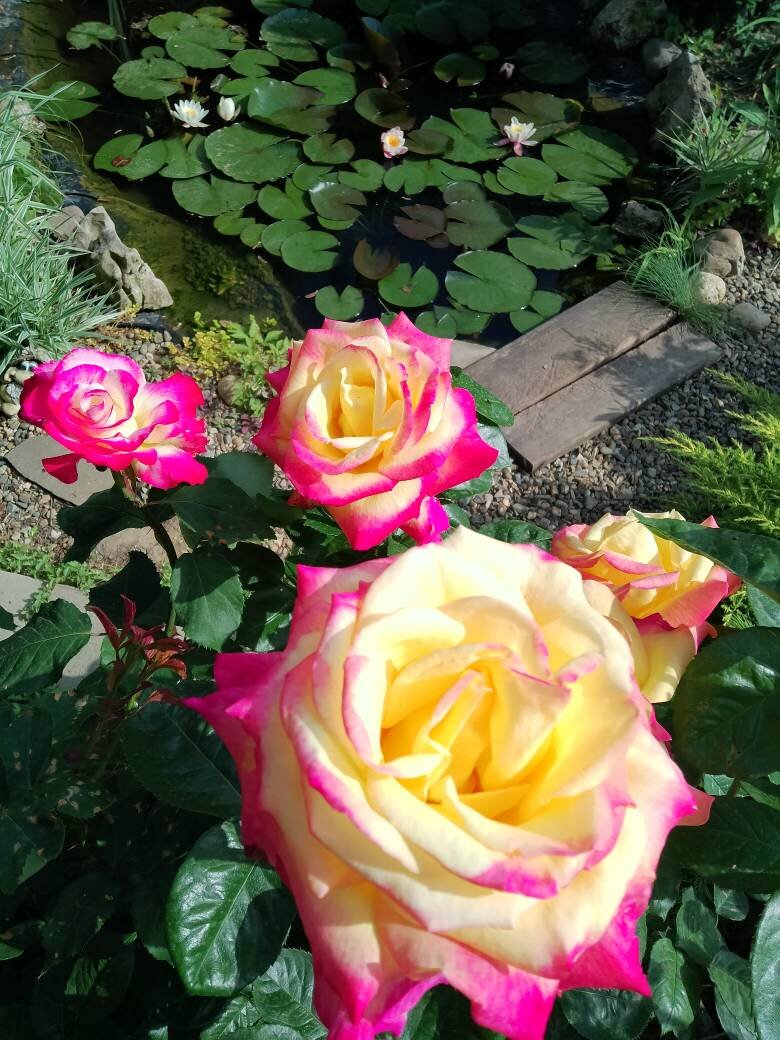 Красавица Глория Дей