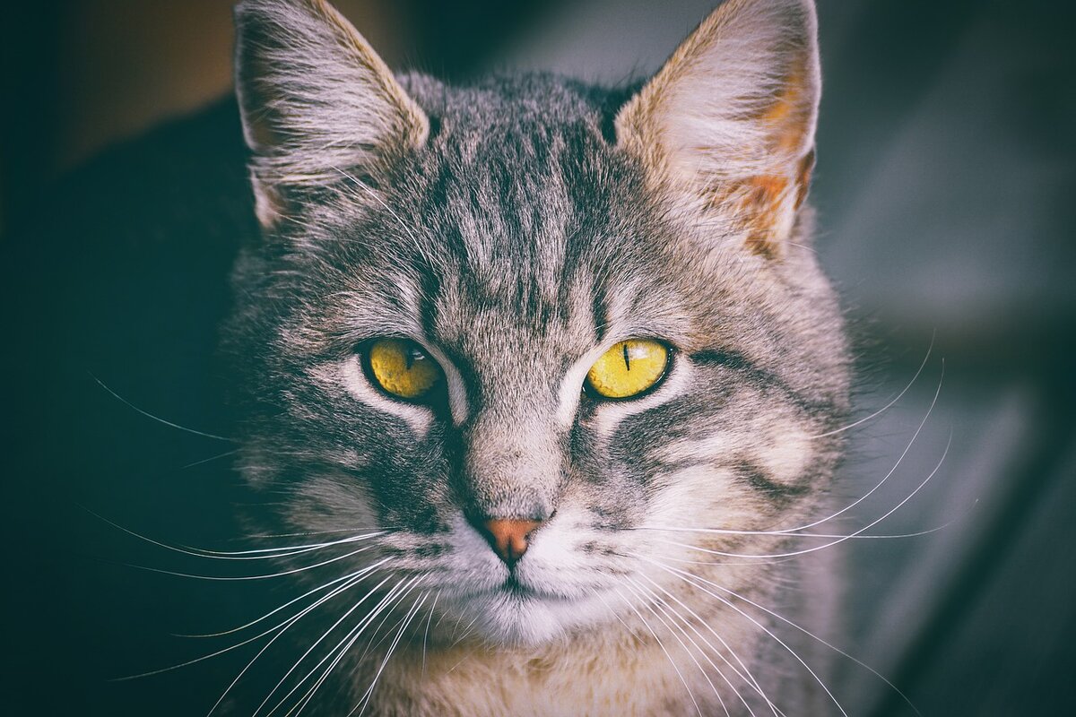 Фото suju с сайта Pixabay 