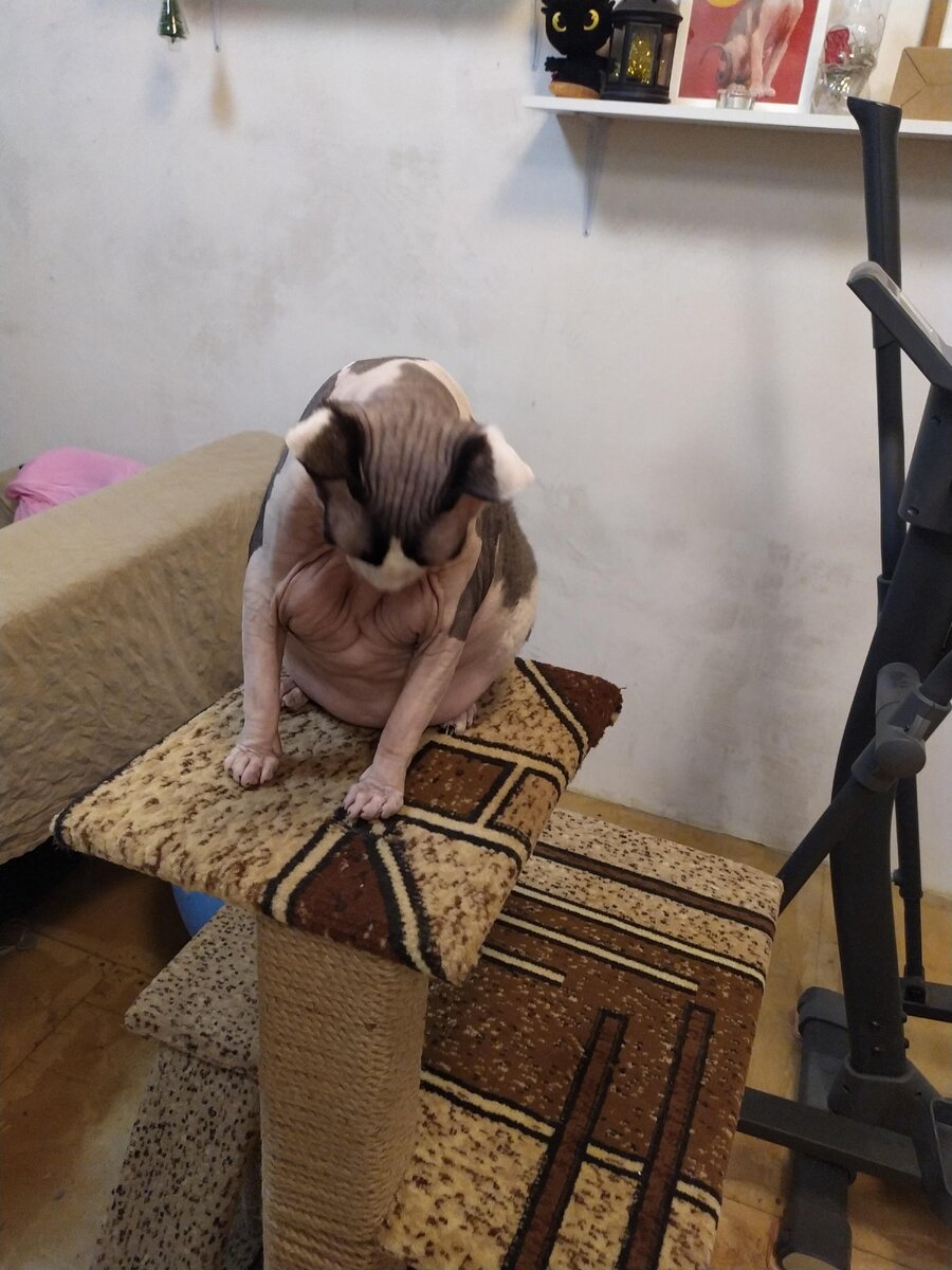 Женя занимается спортом. Он взбирается на свой комплекс и смотрит на тренажер Человека. Пока не помогает, но он старается. Иногда он просто смотрит под лапки и думает о еде.