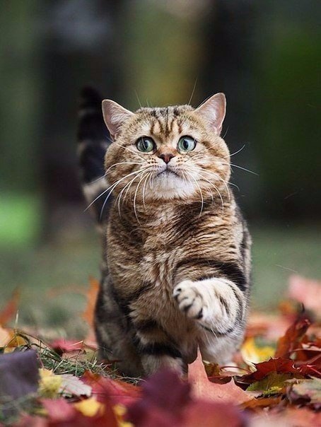 Осенние коты полны милоты! Коты и осень! ?? Умиротворения пост!