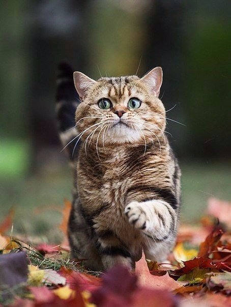 Осенние коты полны милоты! Коты и осень! 😌🍂 Умиротворения пост!