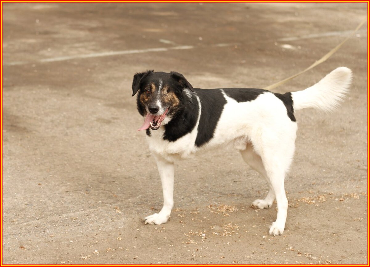 Фото из приюта "Лучший друг" г. Ставрополь