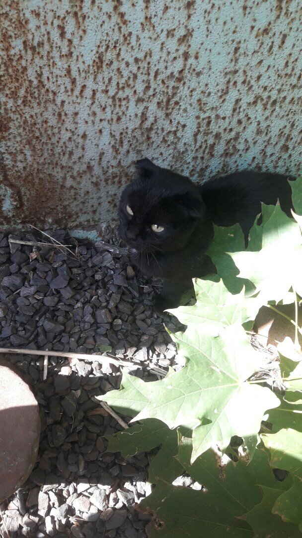 Кошка сначала пряталась