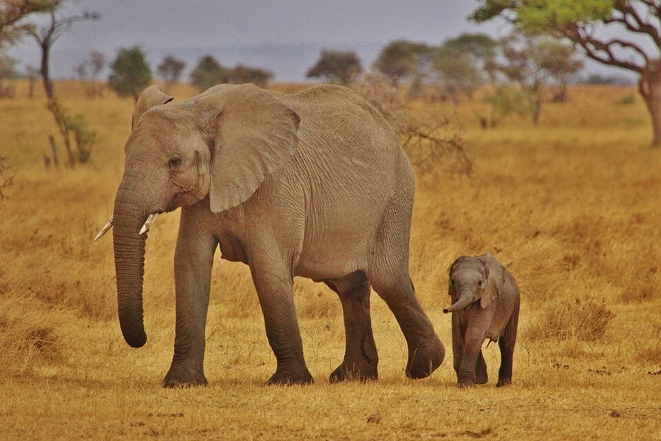 https://cdn.pixabay.com/photo/2014/03/02/20/23/elephant-babies-278524_960_720.jpg