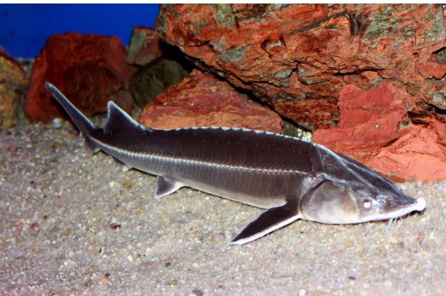 Взято из открытых источников 