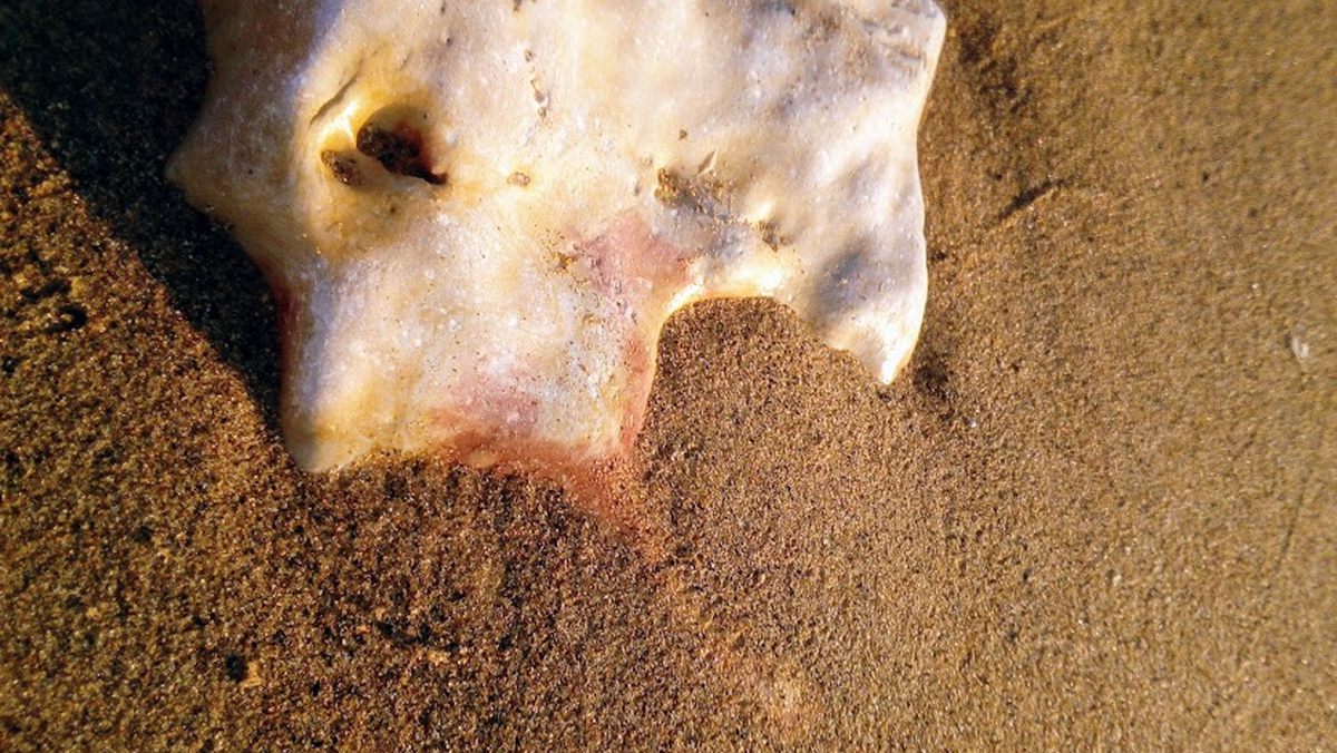 (Берег Средиземного моря. Яффо.)