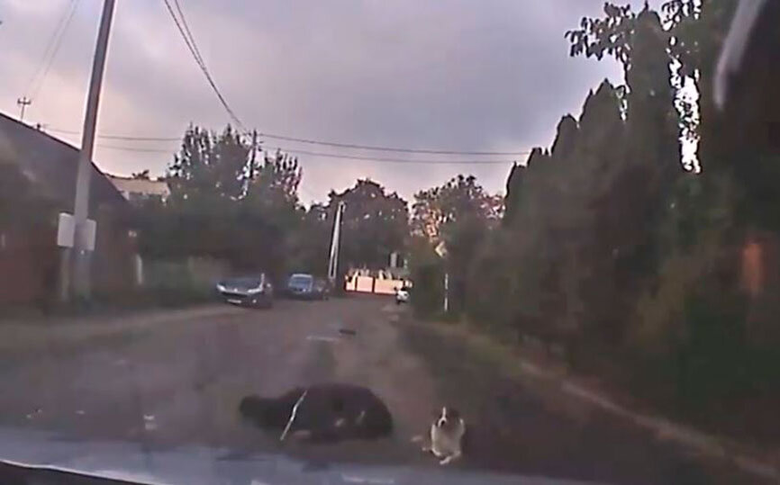 Фрагмент с видео УВД Брестского облисполкома