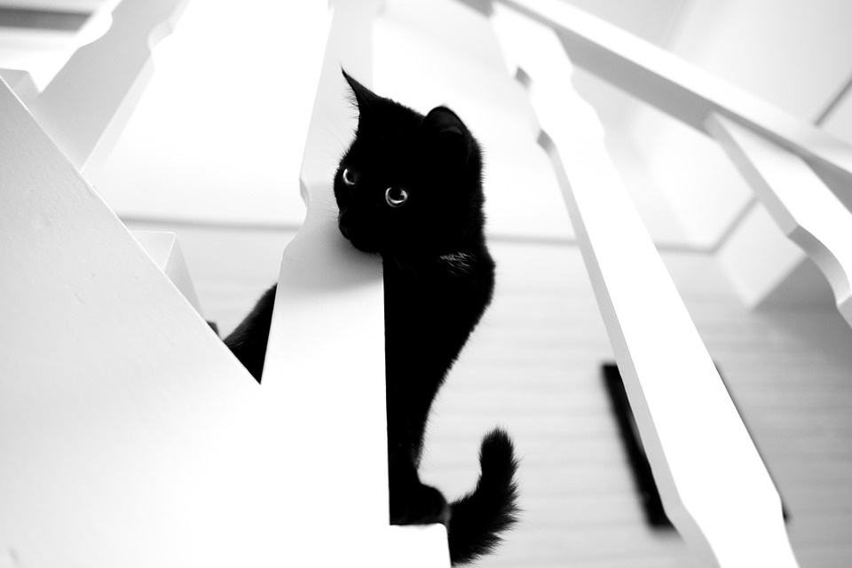 https://pixabay.com/photos/black-cat-white-stairs-looking-3932831/