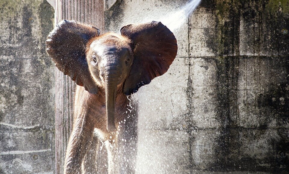 https://cdn.pixabay.com/photo/2019/09/13/14/31/elephant-4474027_960_720.jpg