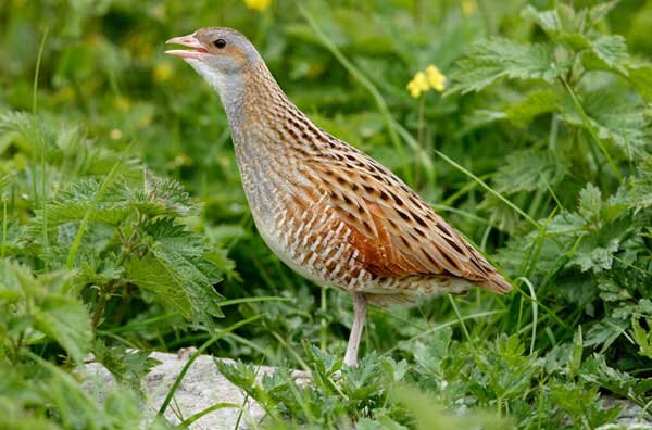 Источник фото: flickr.com