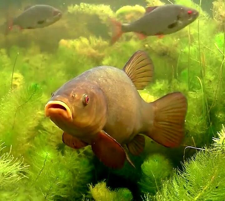 На той стороне рыбалки...