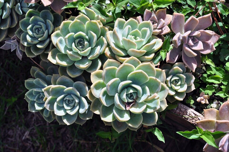 https://cdn.pixabay.com/photo/2019/02/21/23/49/garden-4012577_960_720.jpg