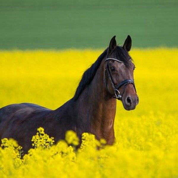 Кобыла Хильден 