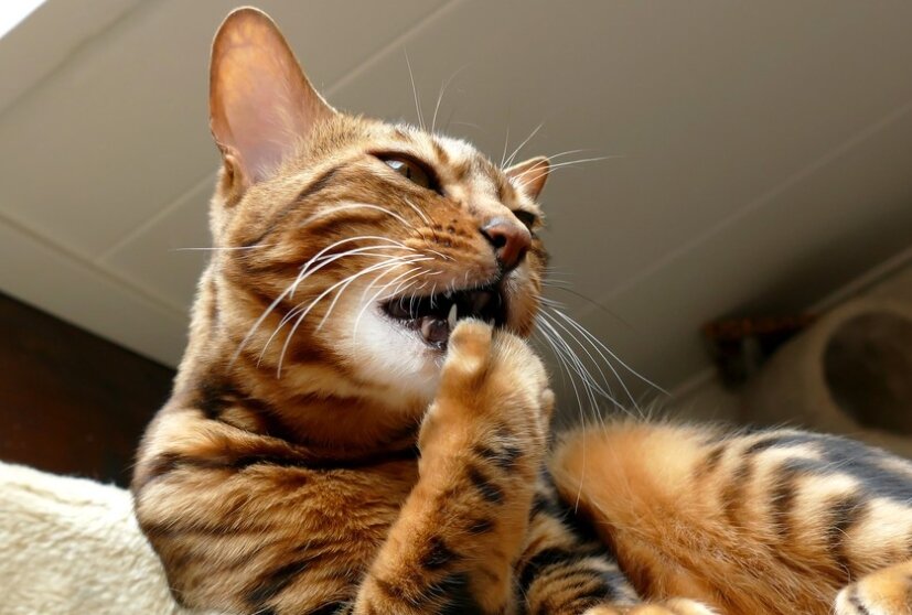 фото: Shutterstock