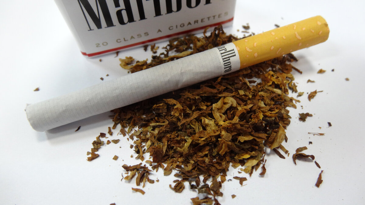 Крепость сигарет. Табак сигаретный Марлборо. Табак для самокруток Marlboro. Семена табака Мальборо. Табак для самокруток Marlboro Red.