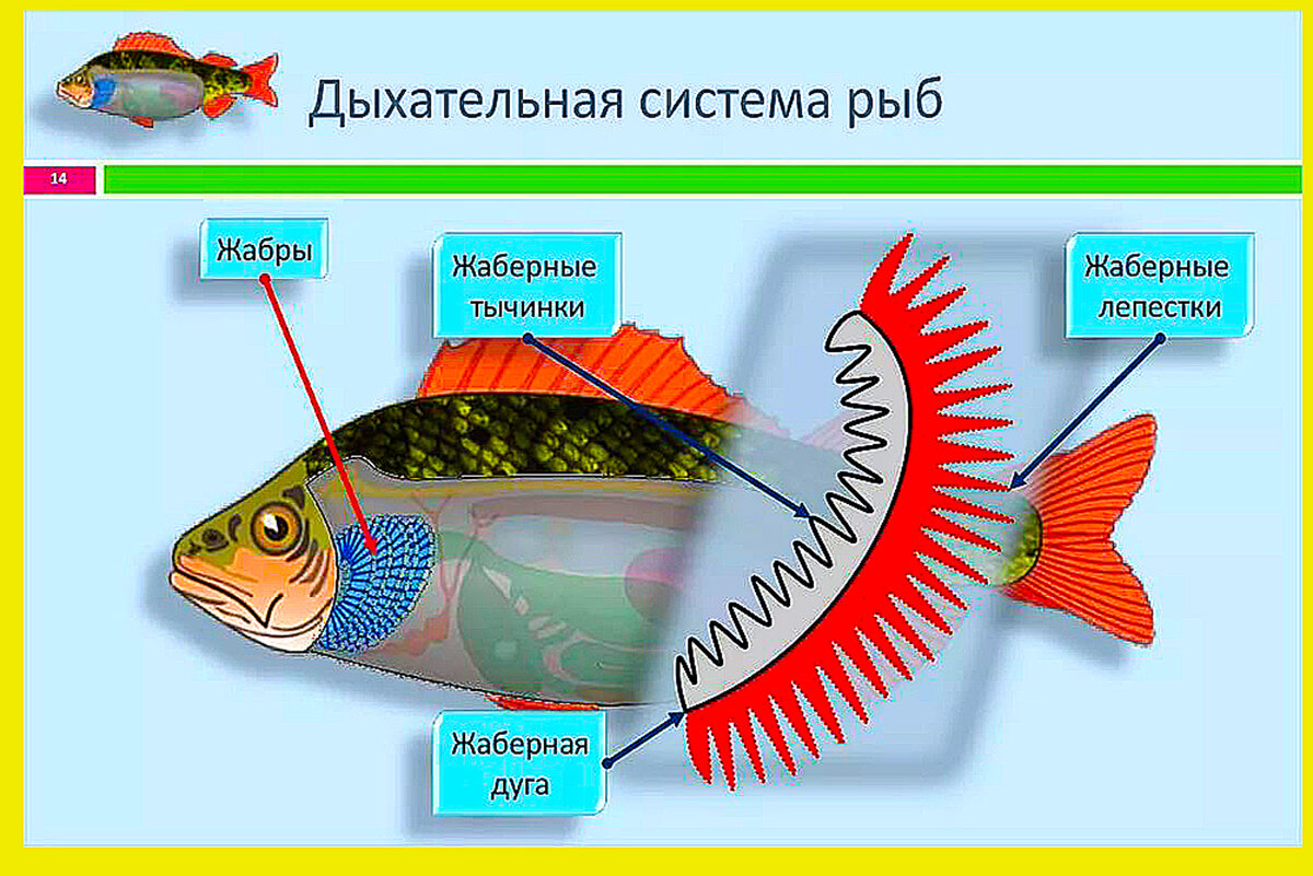 Как дышат рыбы