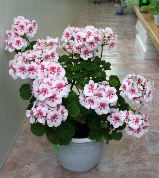 Источник https://www.pinterest.ru/pin/809522101749532960/